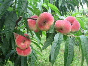 >蟠桃果的品种和营养价值