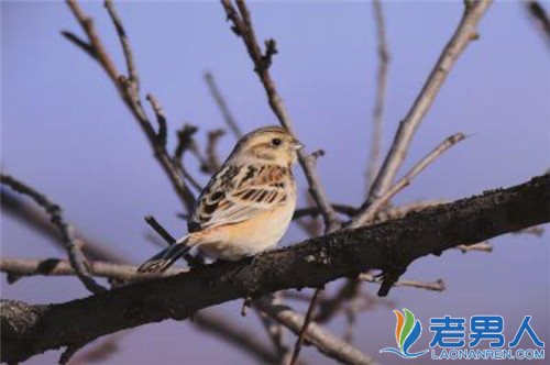 栗斑腹鹀70多年后归来  北京喜迎珍稀鸟类