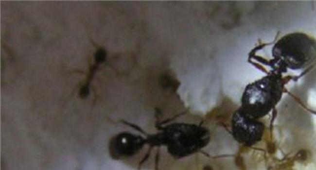 【蚁后死了蚁群会怎样】一个蚁群多少只蚁后?蚁后死了蚁群会怎样