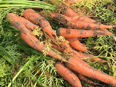 >红萝卜的营养价值_红萝卜的功效与作用及食用方法