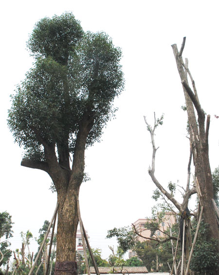 宋庆龄故居的樟树导入 2010年苏州市研究课《宋庆龄故居的樟树》教案