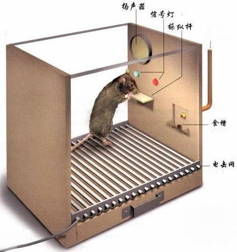斯金纳箱(Skinner box)实验设计原理