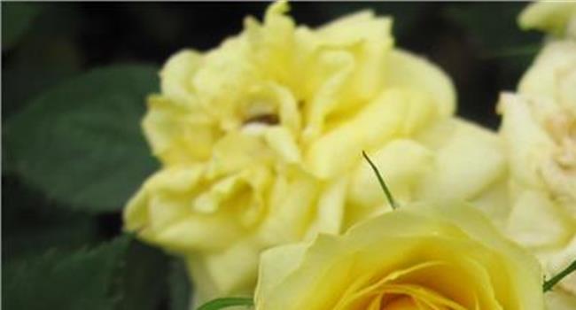 【黄玫瑰歌词】记录最美“黄玫瑰” 45幅摄影作品亮相呼和浩特