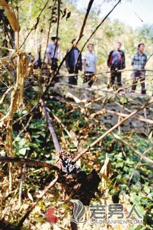 >孙女遭马蜂袭击 老人用身体裹住孙女遭马蜂攻击20分钟