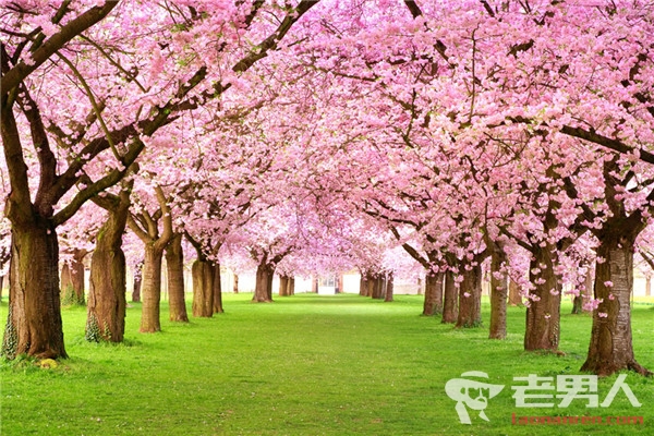 >日本赏樱遇经济危机 百棵樱花无药能治被砍