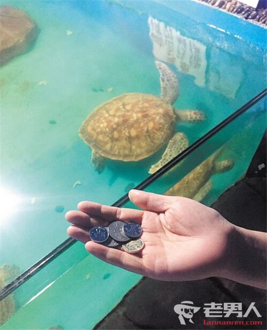 海龟误吞硬币死亡 你的许愿币成了它的丧命符