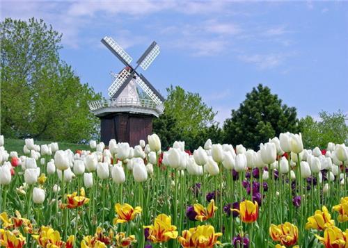 >荷兰:风车的动力和郁金香的华丽