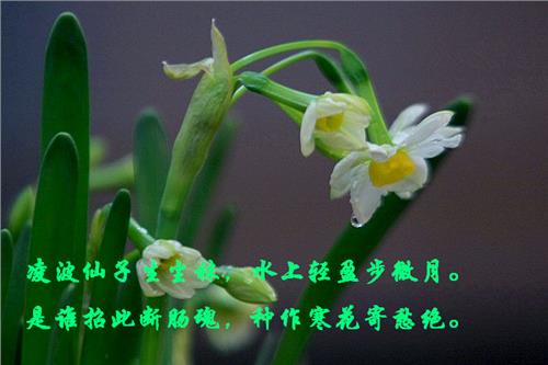 >白花黄蕊是什么花 水仙花的花语是什么?