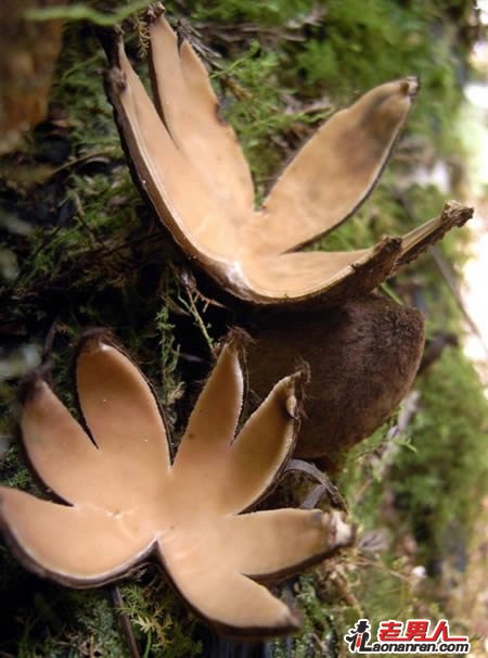 世界上最奇特的十大蘑菇【组图】