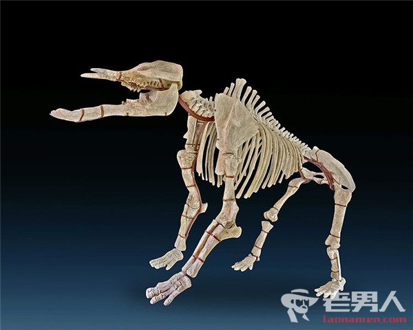 >罕见恐龙骸骨化石拍卖 系新品种食肉异特龙骸骨
