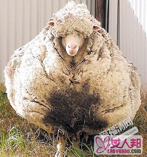 流浪绵羊5年没剪毛 超重20公斤剪掉后一丝不挂