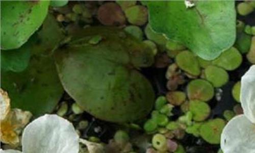 浮水植物的气孔 白洋淀浮水植物、浮水植物、荷美轩(查看)