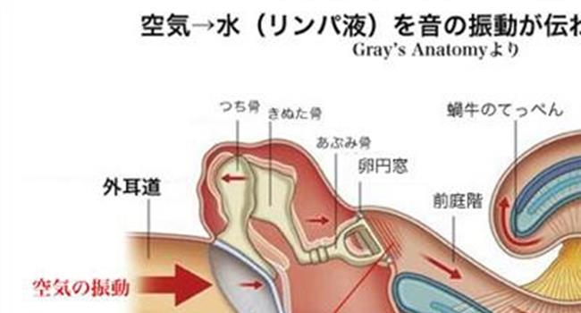 【鼓膜穿孔能自愈吗】鼓膜穿孔能否自愈?