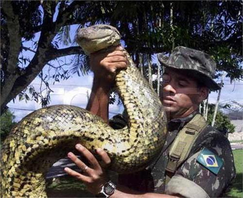 >世界上最大的蛇 吉尼斯世界纪录之世界最大的蛇有多大?