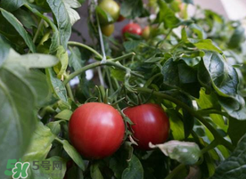 六月份可以种西红柿吗？西红柿什么时候种？