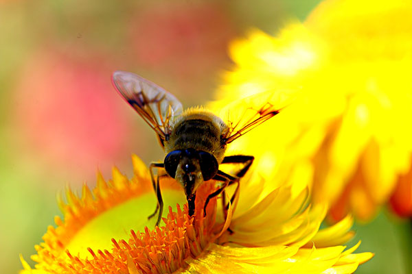 吃蜂蜜有什么好处 蜂蜜的正确食用方法