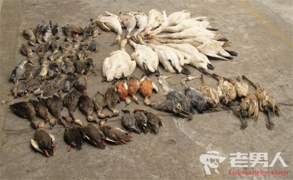 百灵鸟遭毒杀案破 投毒诱饵捕杀4484只鸟类