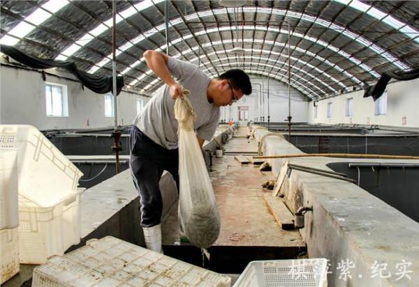 王晓丹南美白对虾 丹东南美白对虾淡水高产养殖技术项目验收成功
