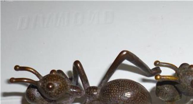 【大蚂蚁有毒吗】青岛进境邮件中查14只大蚂蚁 身长2.5厘米!